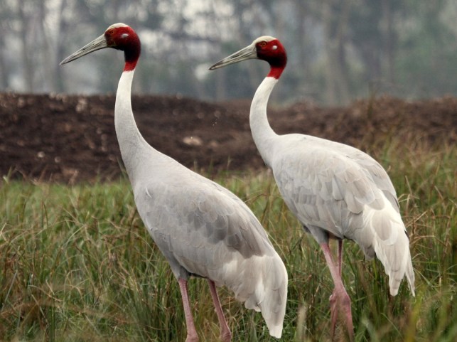 sarus crane